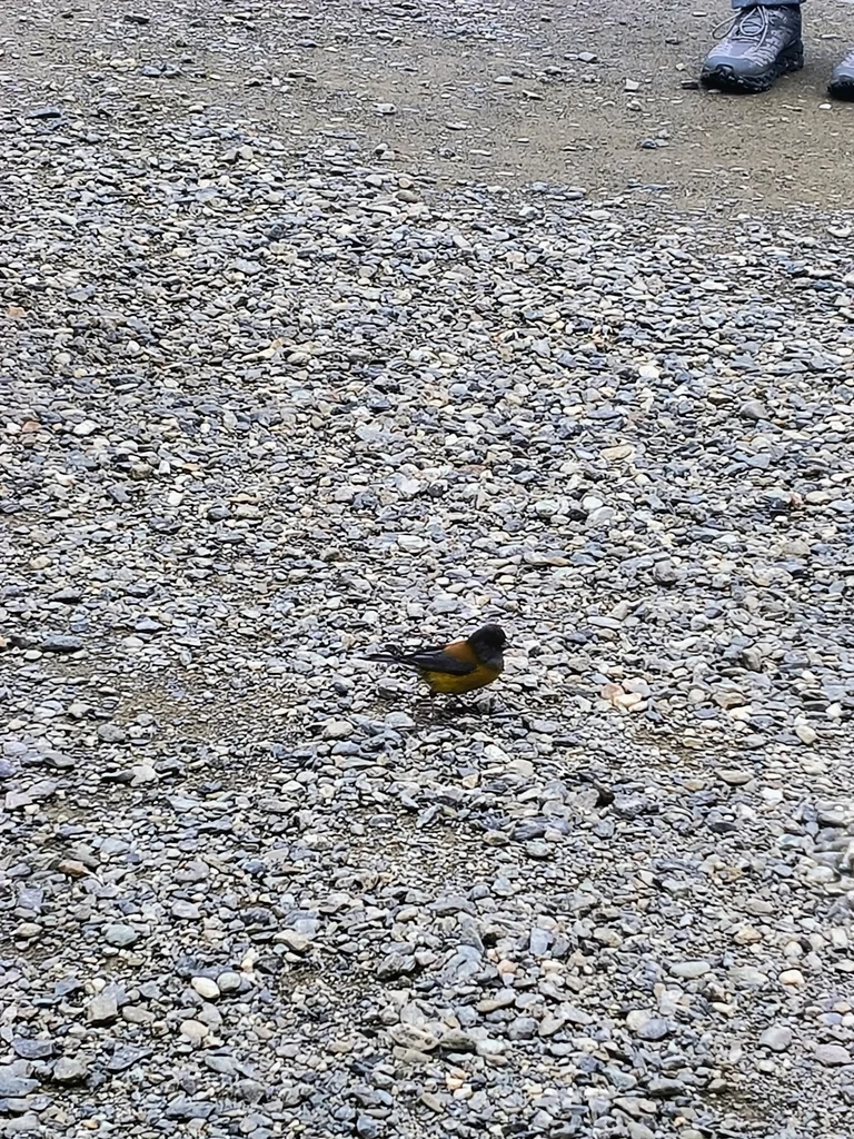 南美岭雀鹀(Phrygilus patagonicus)