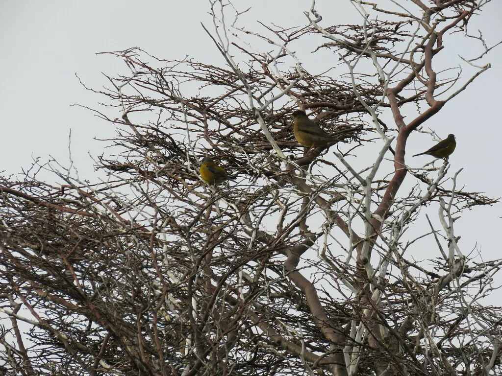 南美岭雀鹀(Phrygilus patagonicus)
