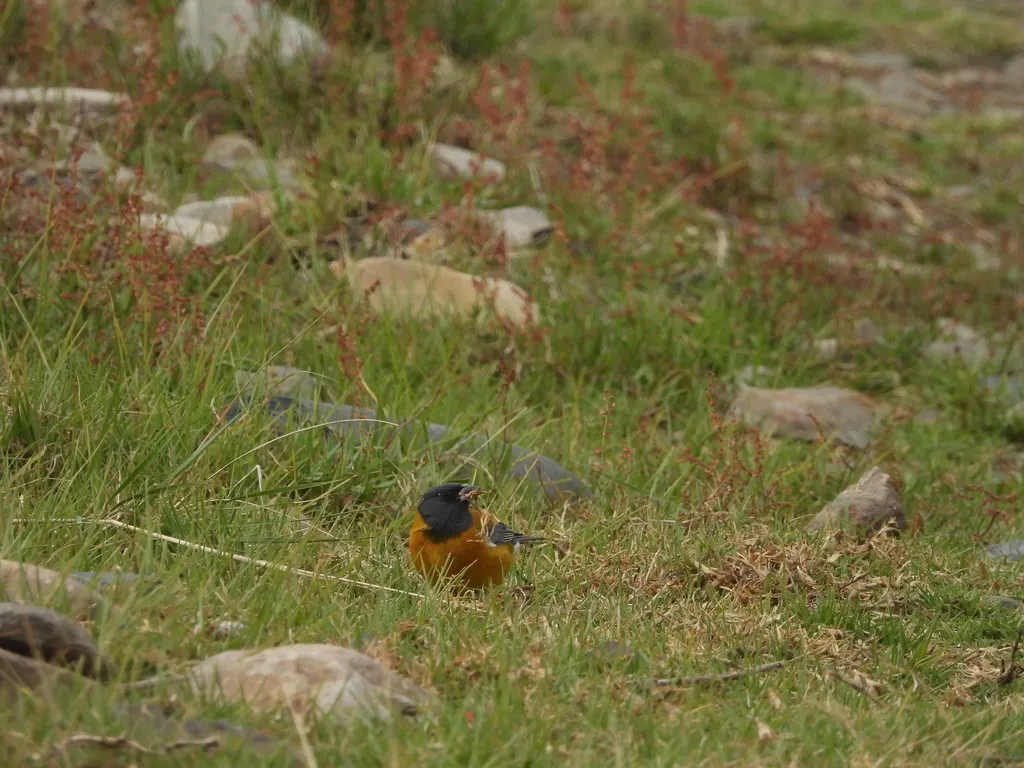 秘鲁岭雀鹀(Phrygilus punensis)