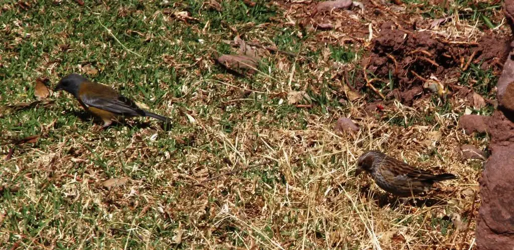 秘鲁岭雀鹀(Phrygilus punensis)