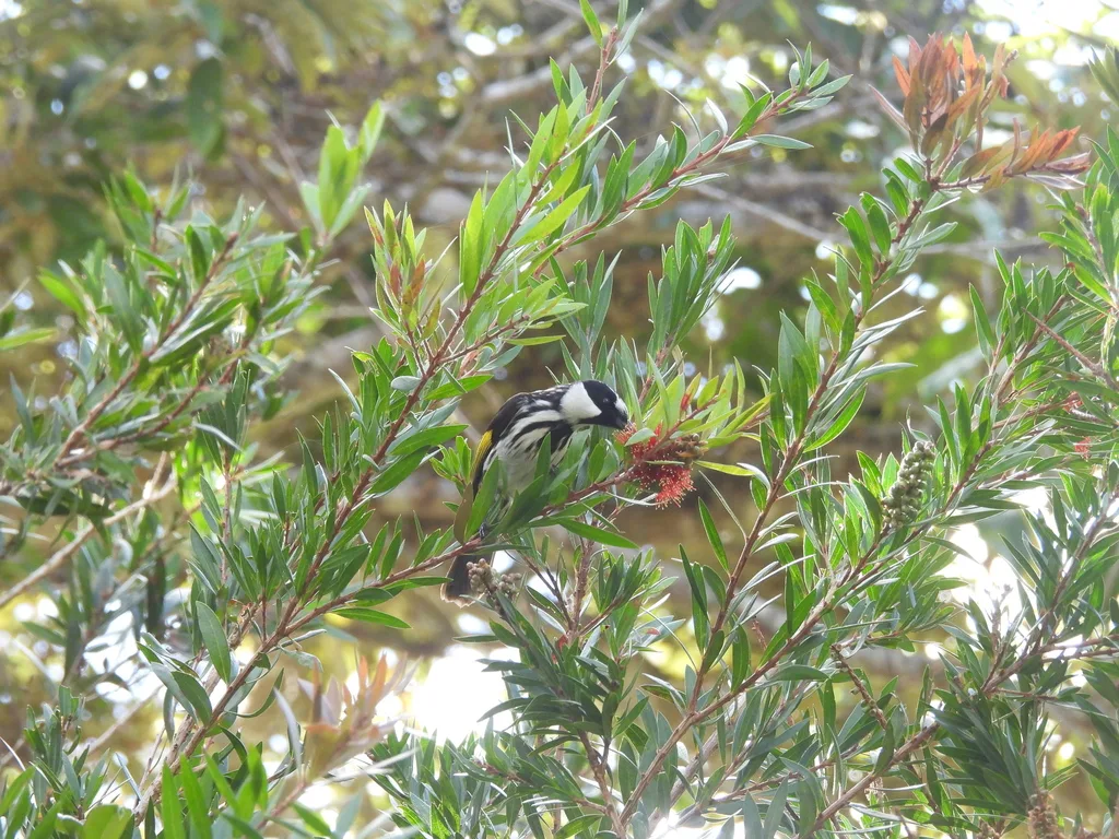 白颊澳蜜鸟(Phylidonyris niger)