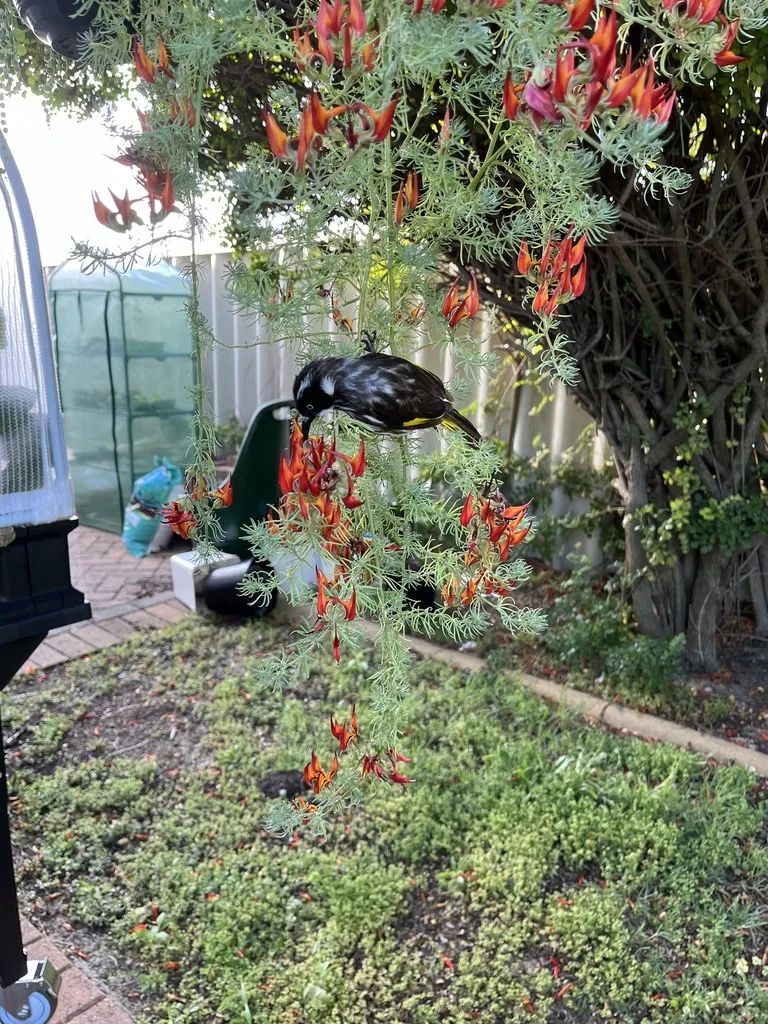 黄翅澳蜜鸟(Phylidonyris novaehollandiae)