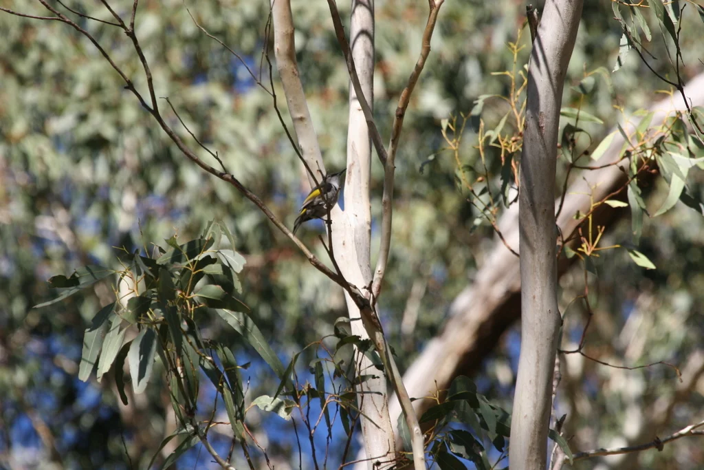 月斑澳蜜鸟（Phylidonyris pyrrhopterus）