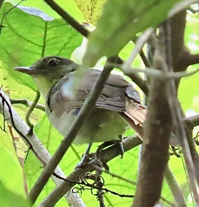 卡氏旋木鹎(Phyllastrephus cabanisi)
