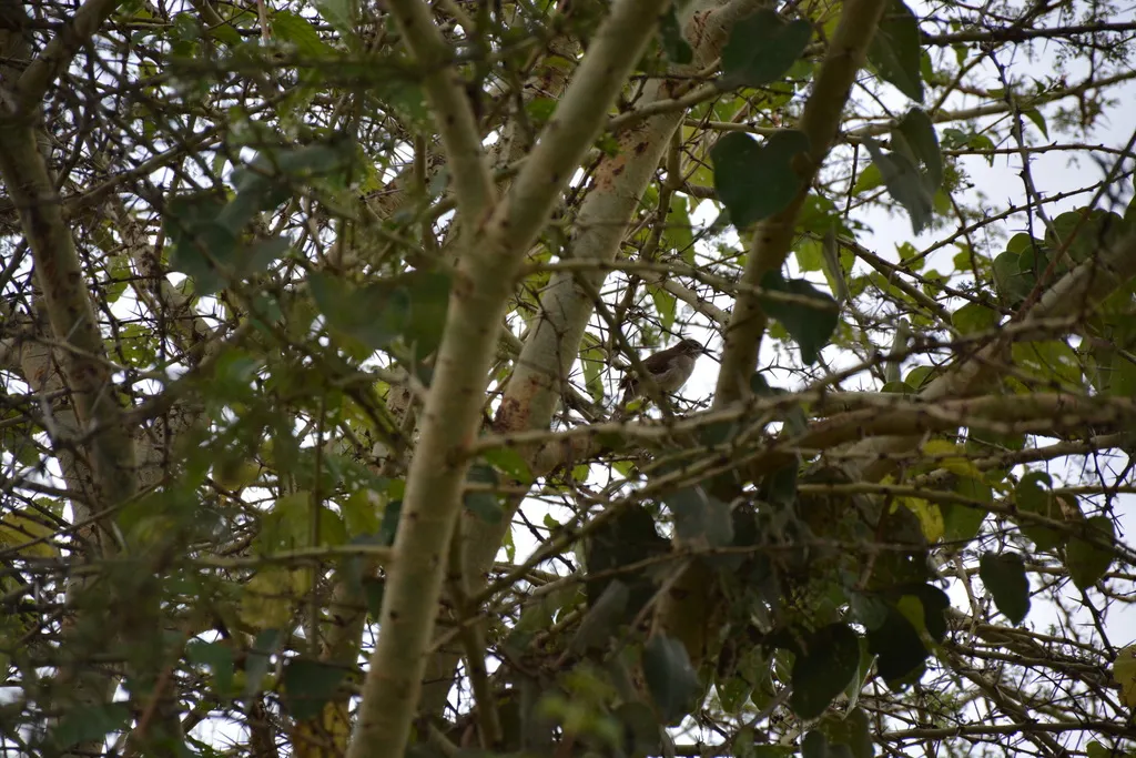 卡氏旋木鹎(Phyllastrephus cabanisi)