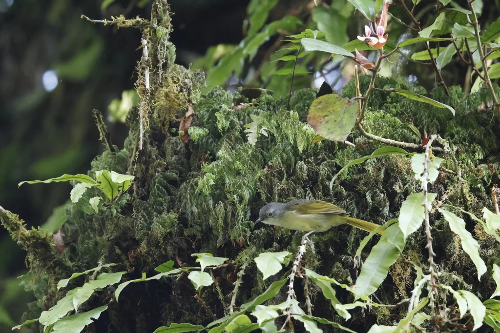 黄纹旋木鹎(Phyllastrephus flavostriatus)