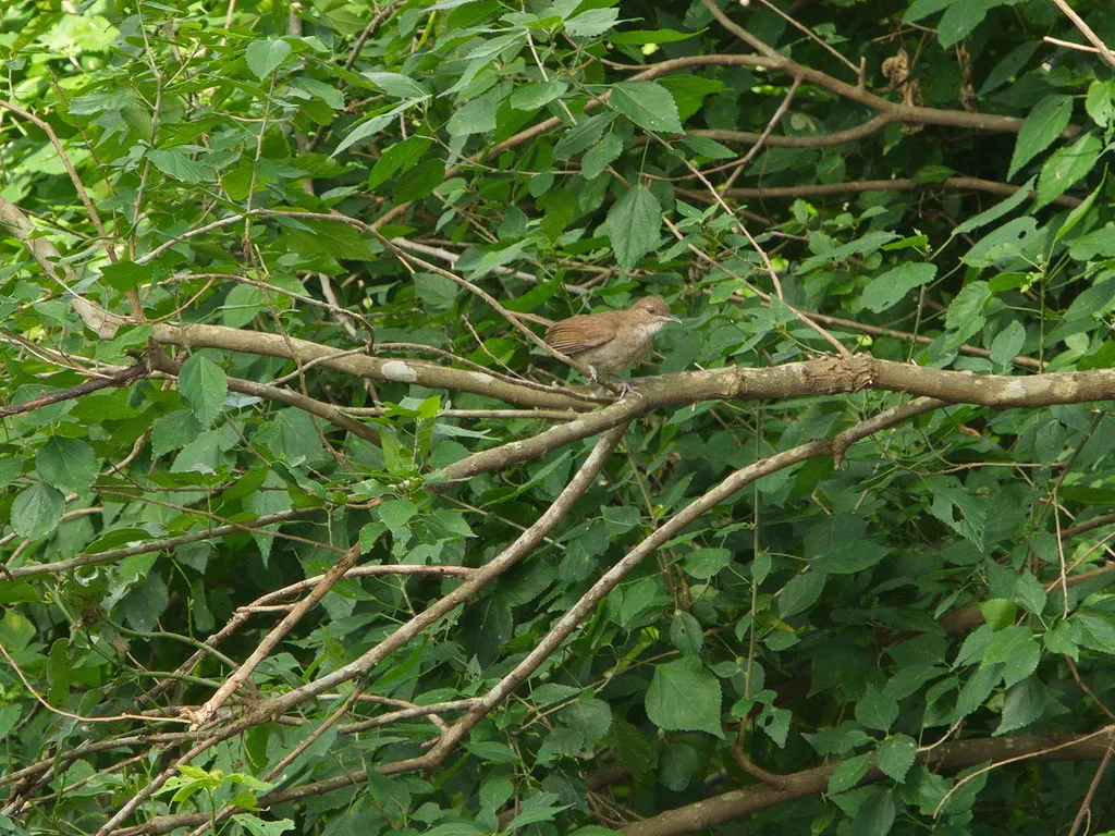 褐旋木鹎(Phyllastrephus terrestris)