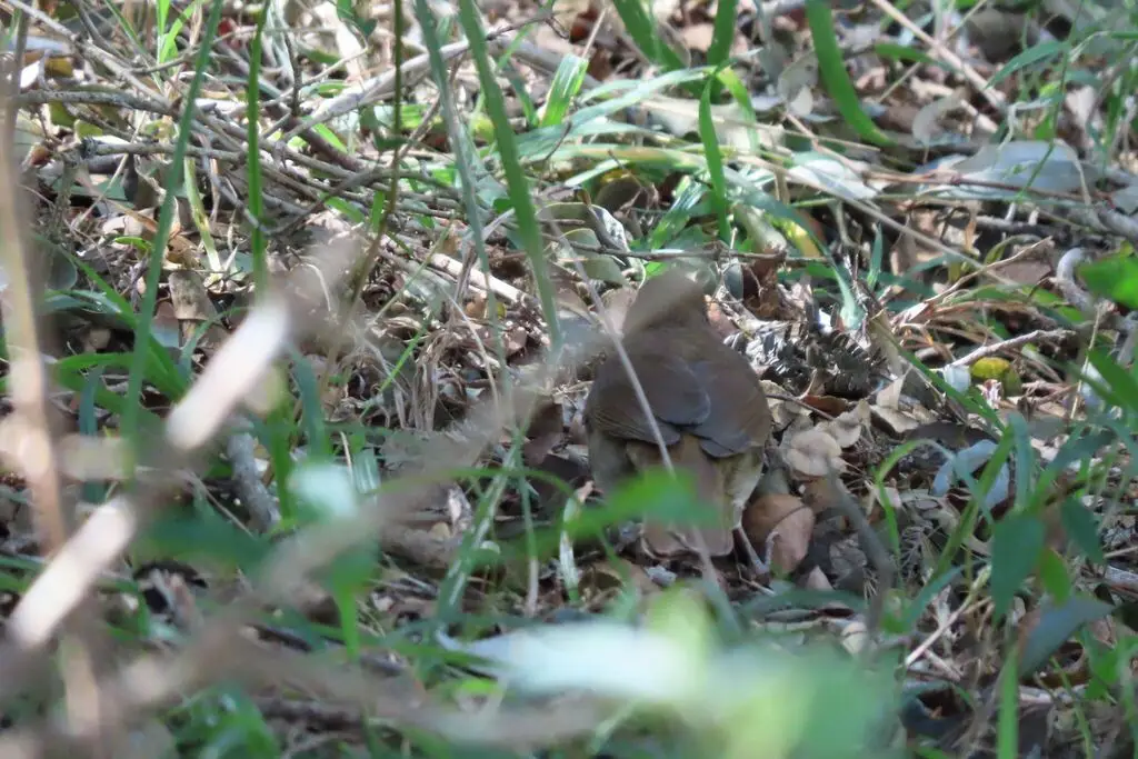 褐旋木鹎(Phyllastrephus terrestris)