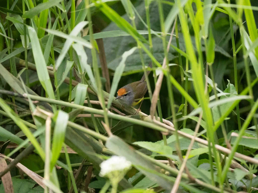 金头拟缝叶莺(Phyllergates cucullatus)
