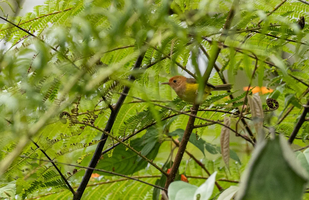 褐头缝叶莺(Phyllergates heterolaemus)