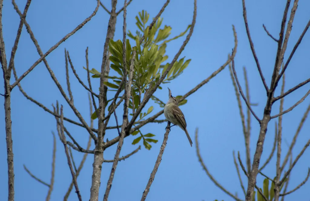 带斑小霸鹟(Phyllomyias fasciatus)