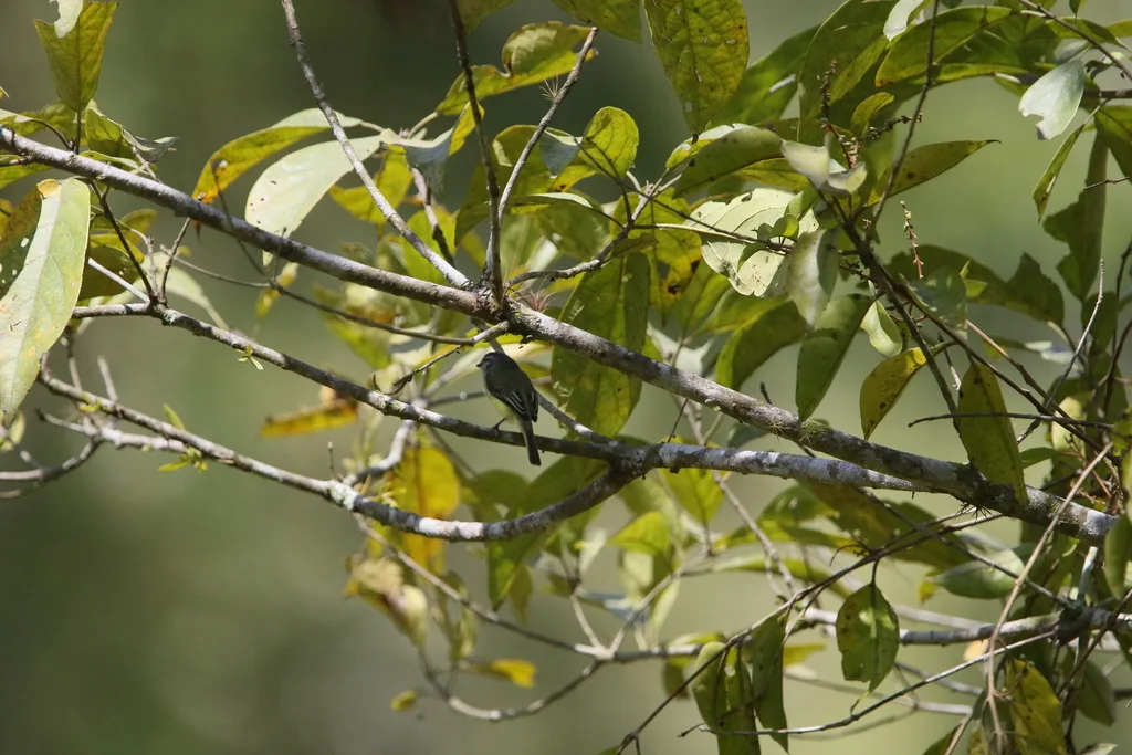 乌头小霸鹟(Phyllomyias griseiceps)