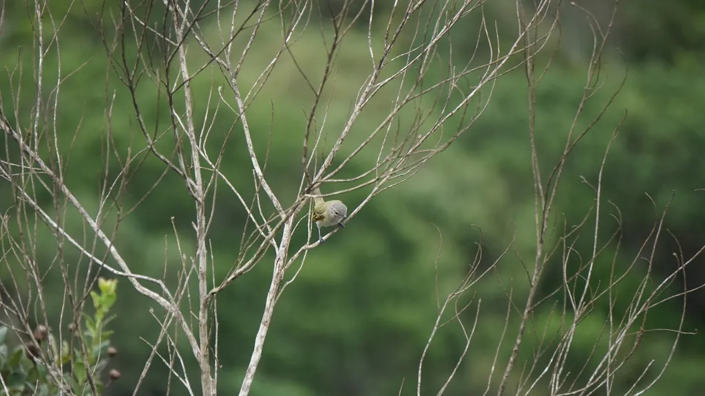 灰顶小霸鹟(Phyllomyias griseocapilla)
