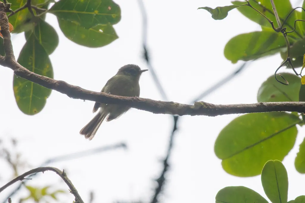 巴伊姬霸鹟(Phylloscartes beckeri)