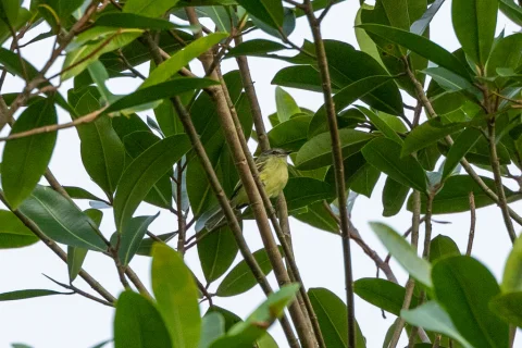 厄瓜多尔姬霸鹟