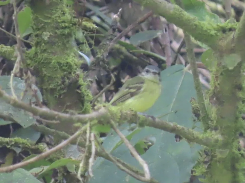 厄瓜多尔姬霸鹟(Phylloscartes gualaquizae)