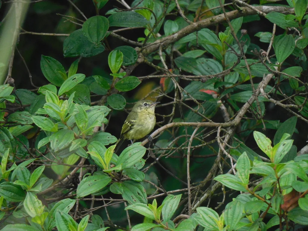 雷斯姬霸鹟(Phylloscartes kronei)