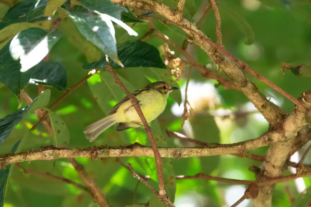 棕脸姬霸鹟(Phylloscartes parkeri)