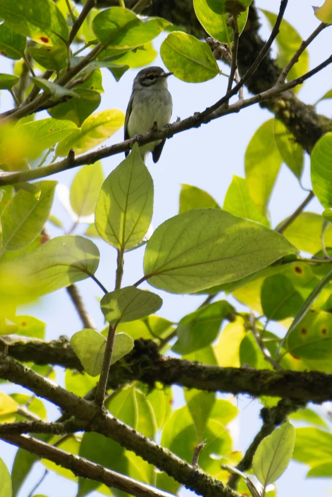 棕额姬霸鹟(Phylloscartes superciliaris)
