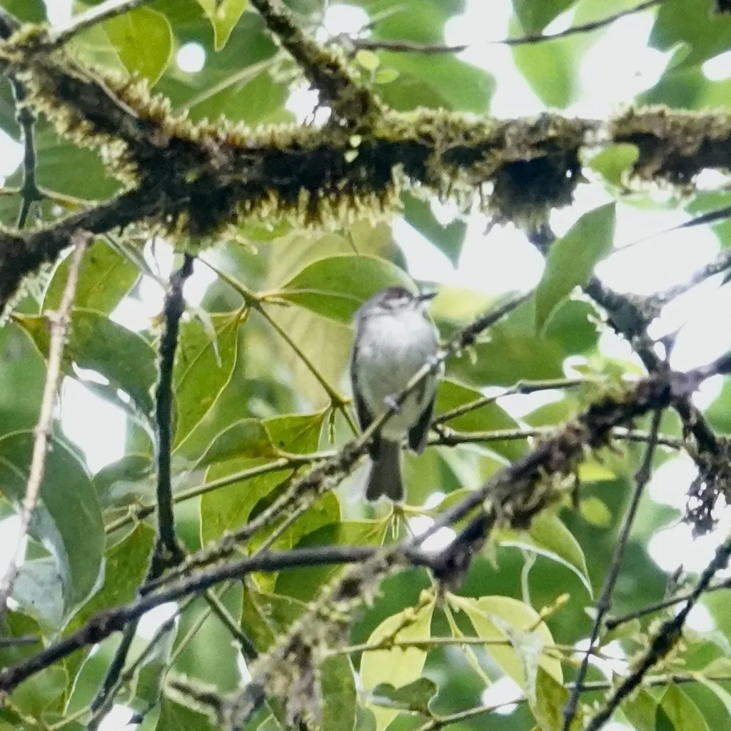 棕额姬霸鹟(Phylloscartes superciliaris)