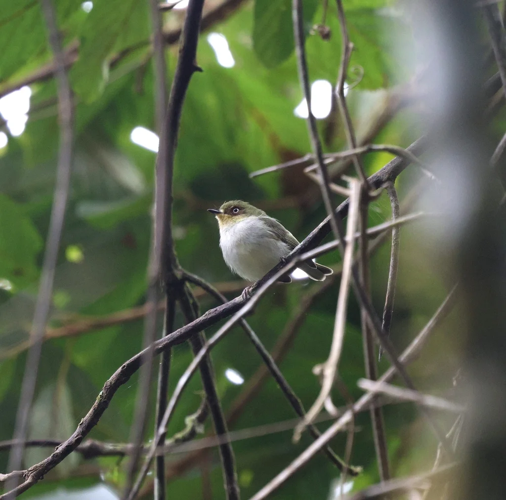 栗环姬霸鹟(Phylloscartes sylviolus)