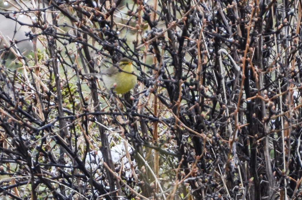 华西柳莺(Phylloscopus occisinensis)