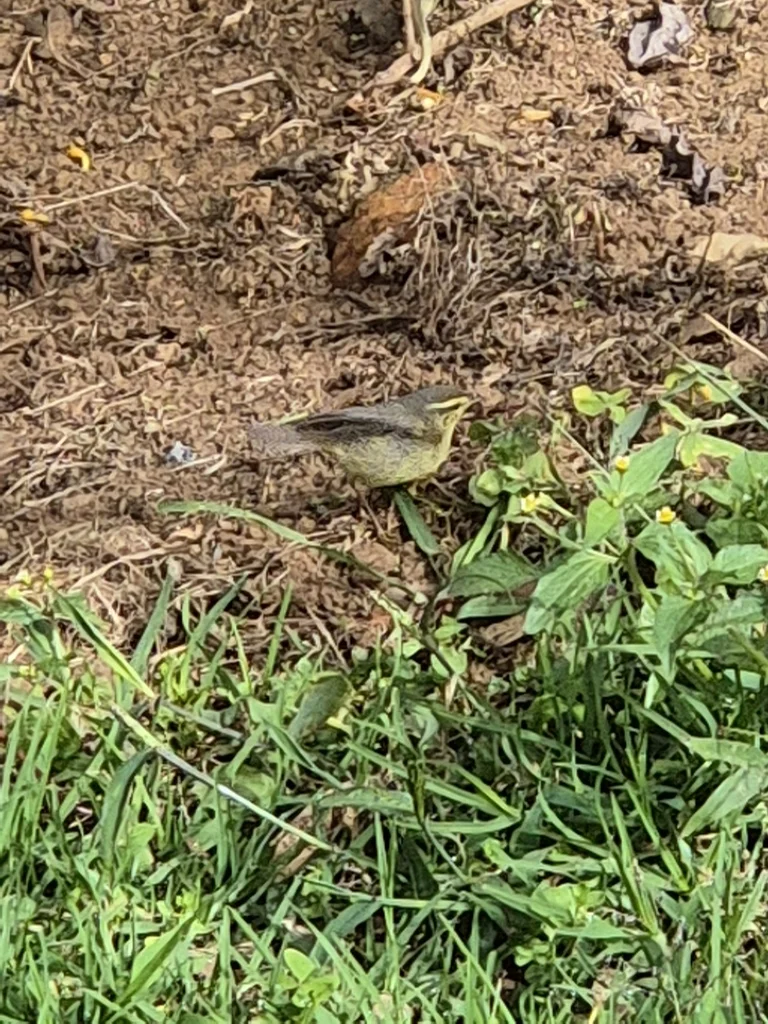 黄腹柳莺(Phylloscopus affinis)