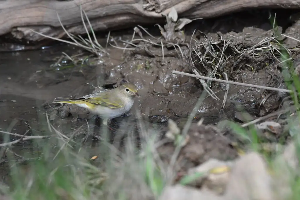 博氏柳莺(Phylloscopus bonelli)