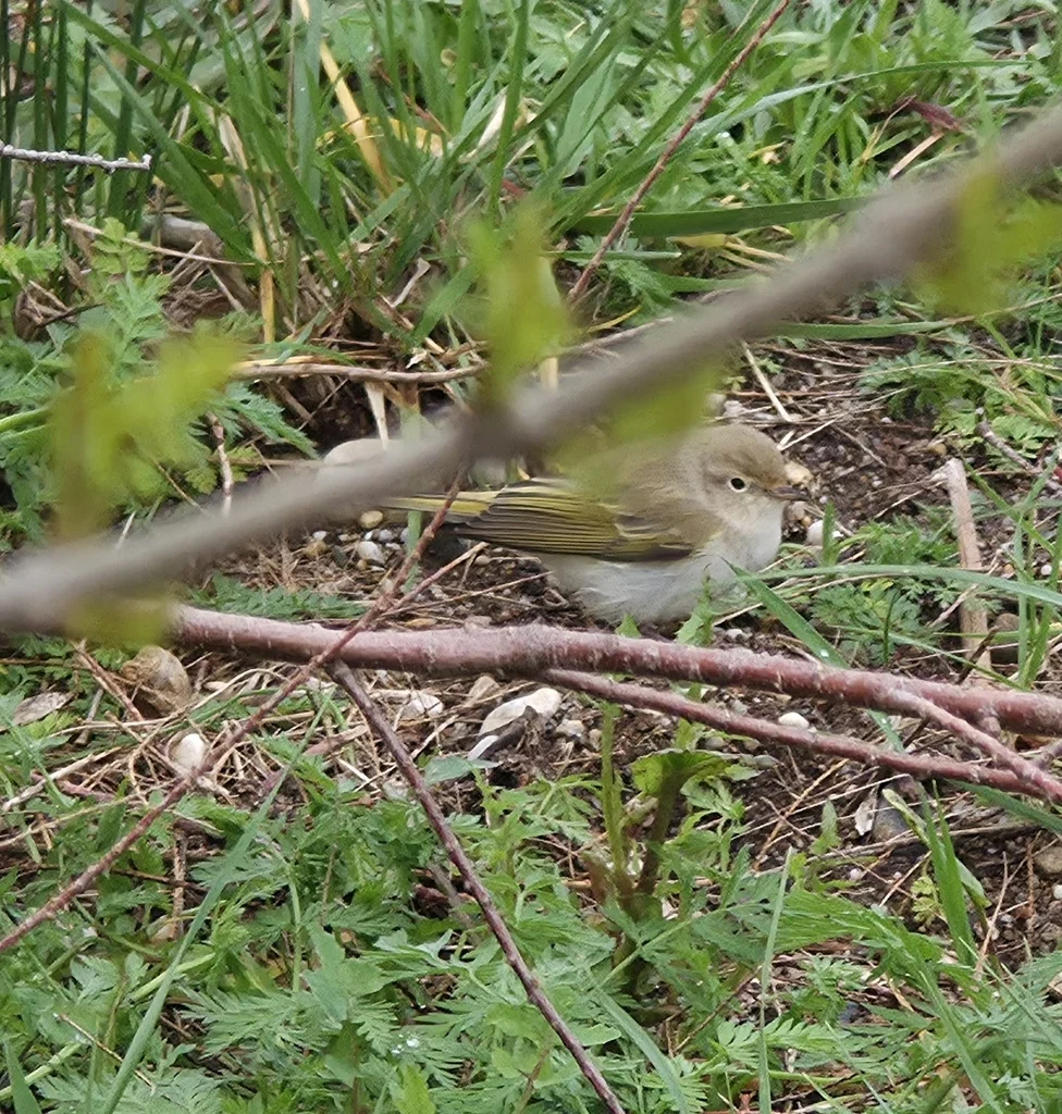 博氏柳莺(Phylloscopus bonelli)