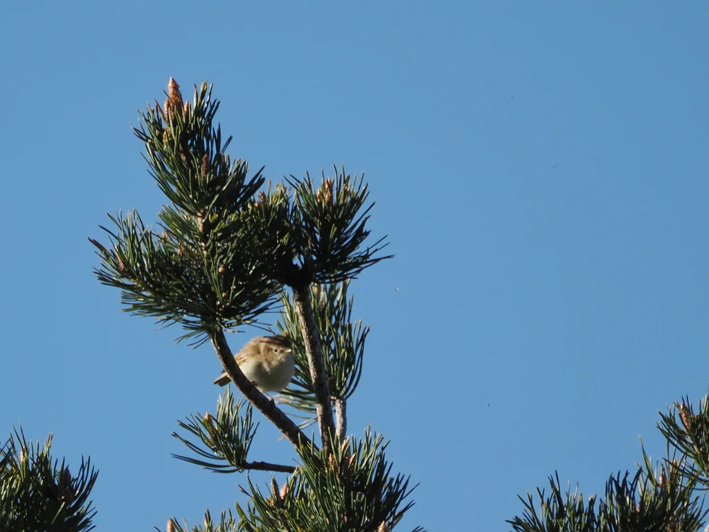博氏柳莺(Phylloscopus bonelli)