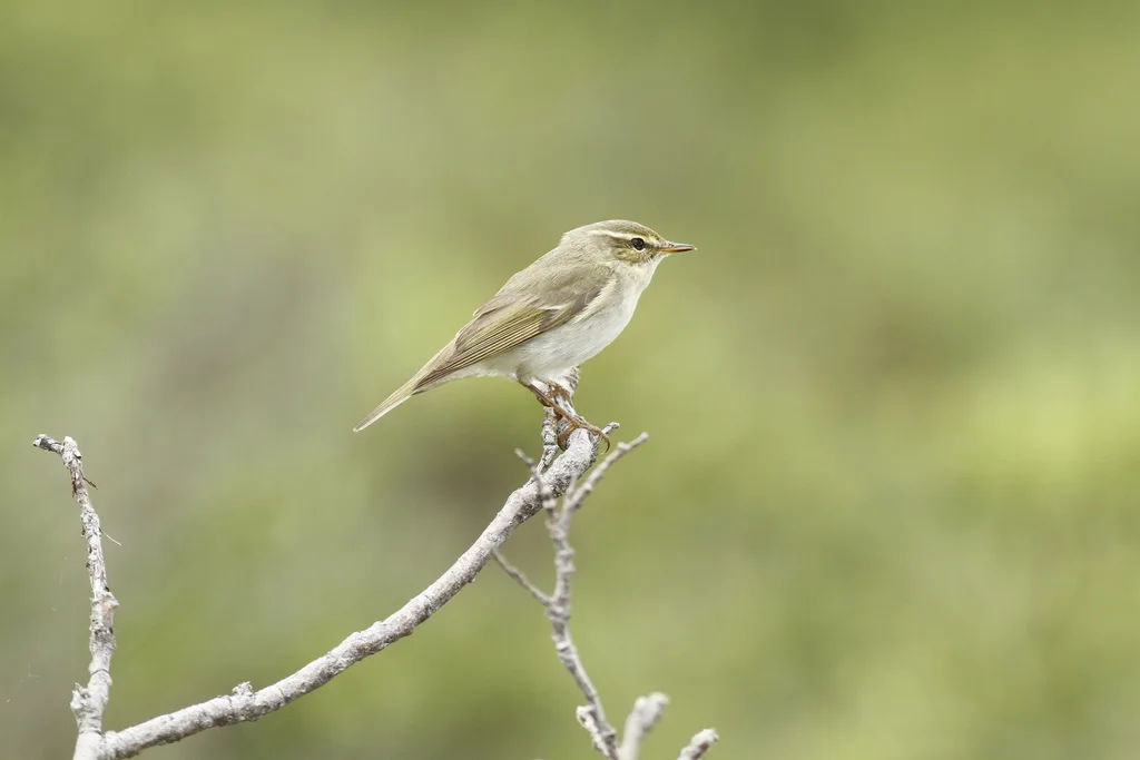 极北柳莺(Phylloscopus borealis)