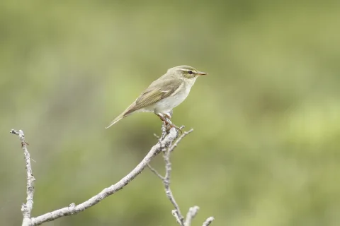 极北柳莺