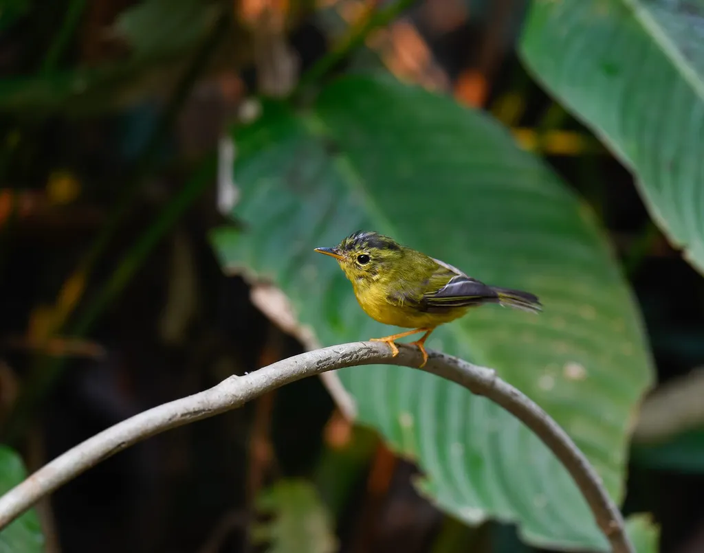 金眶鹟莺(Phylloscopus burkii)