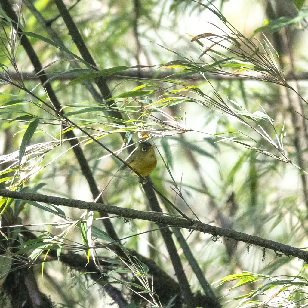 金眶鹟莺(Phylloscopus burkii)