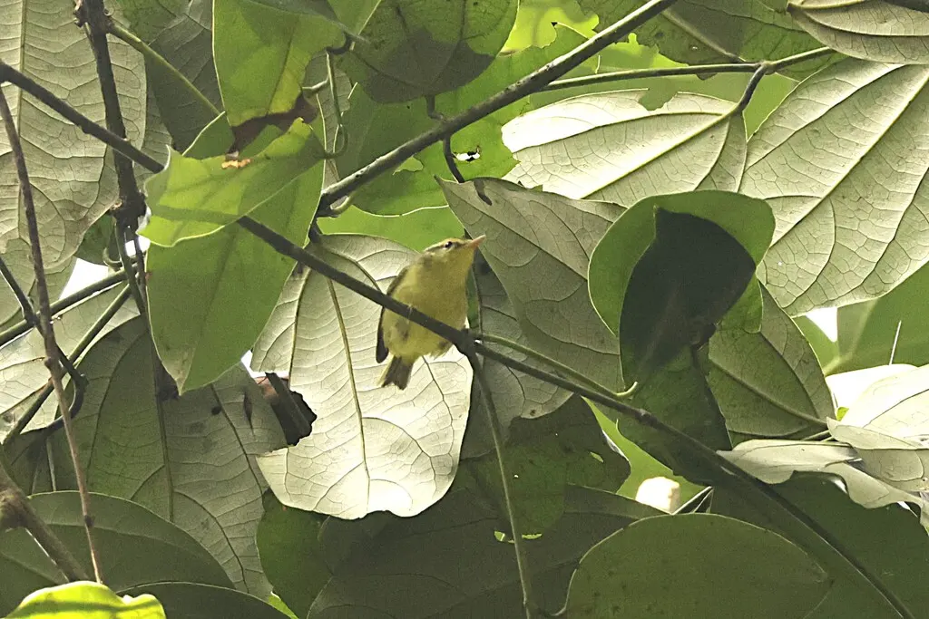 灰岩柳莺(Phylloscopus calciatilis)