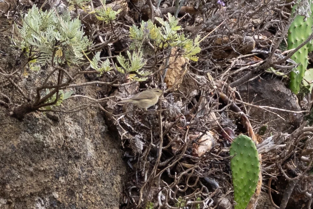 加岛叽喳柳莺(Phylloscopus canariensis)