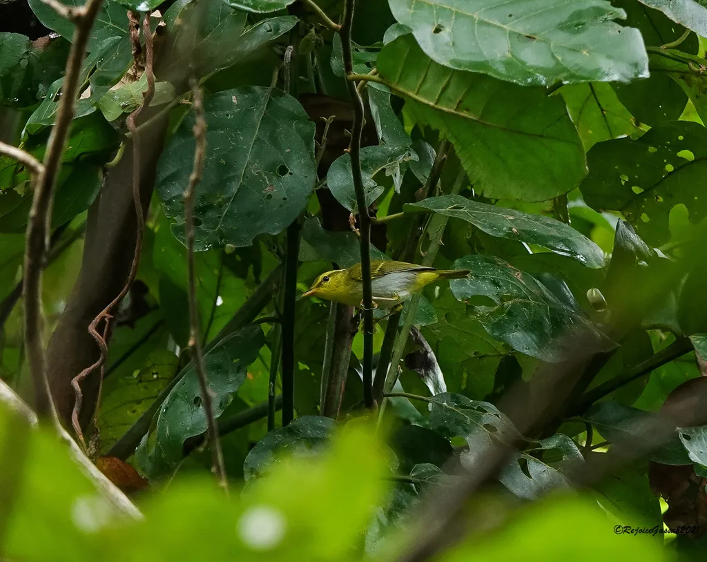 黄胸柳莺(Phylloscopus cantator)
