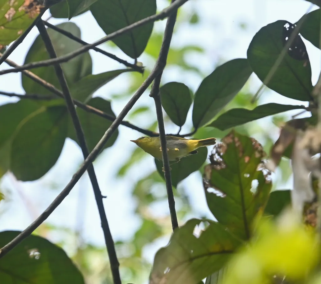 黄胸柳莺(Phylloscopus cantator)