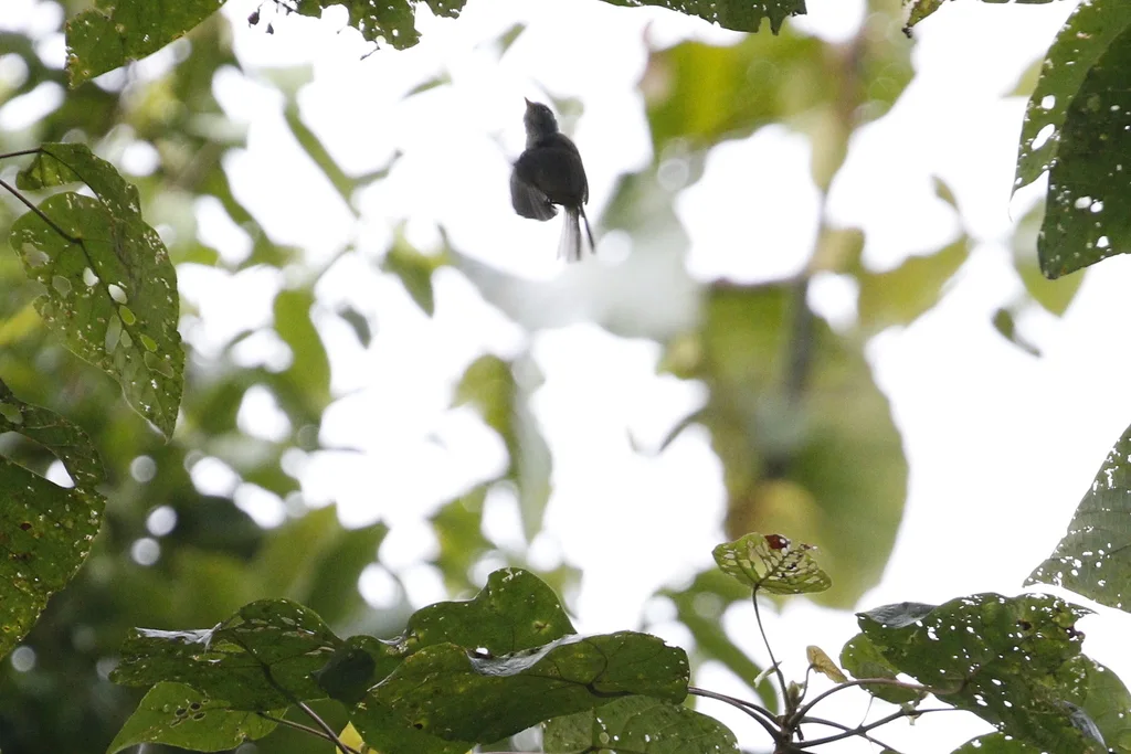 栗头鹟莺(Phylloscopus castaniceps)