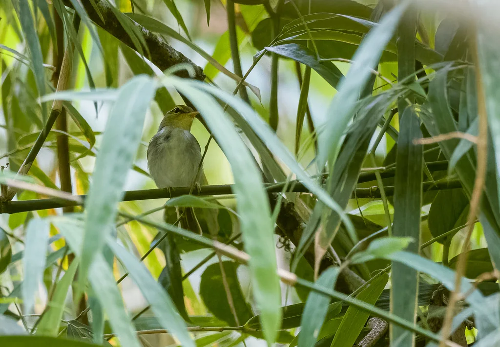 道氏柳莺(Phylloscopus cebuensis)