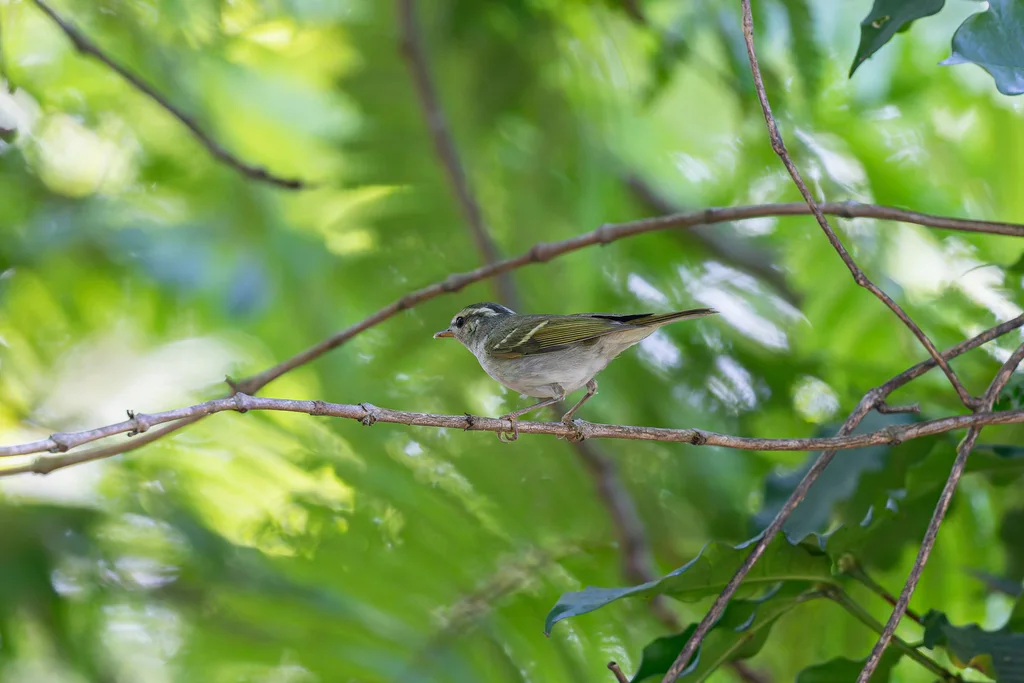 冠纹柳莺(Phylloscopus claudiae)