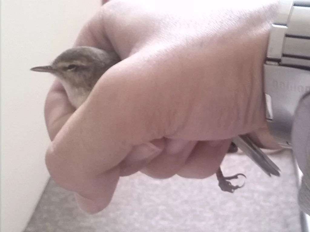 叽喳柳莺(Phylloscopus collybita)