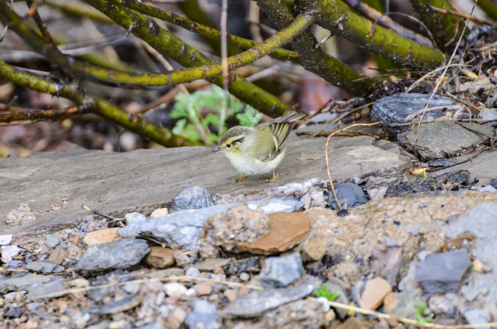四川柳莺(Phylloscopus forresti)