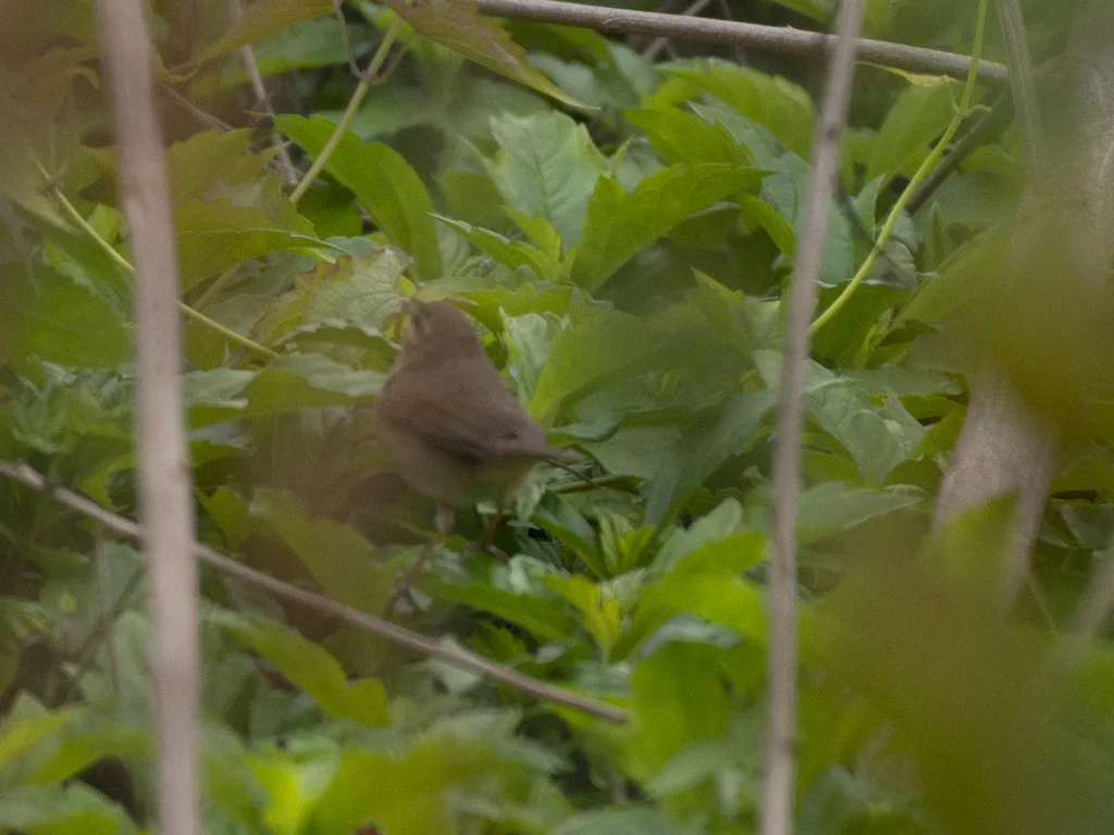 褐柳莺(Phylloscopus fuscatus)