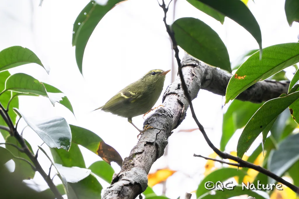 华南冠纹柳莺(Phylloscopus goodsoni)