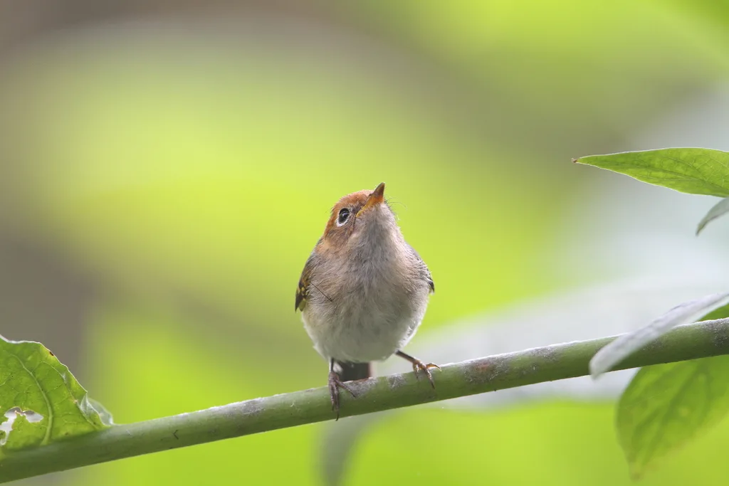 纹顶鹟莺(Phylloscopus grammiceps)