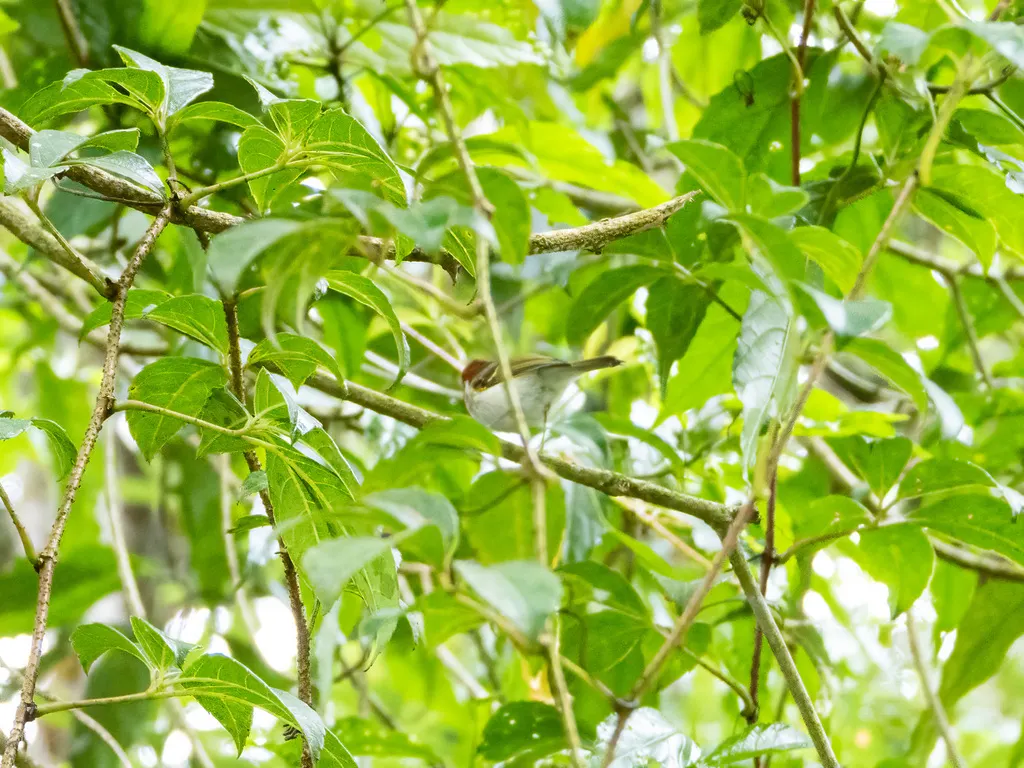 纹顶鹟莺(Phylloscopus grammiceps)