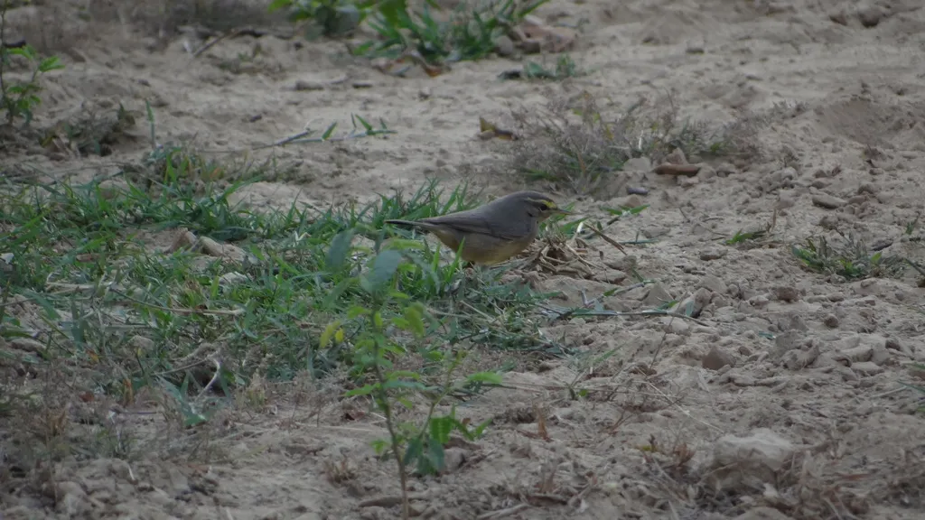 灰柳莺(Phylloscopus griseolus)