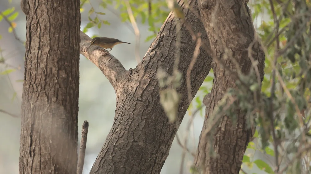 灰柳莺(Phylloscopus griseolus)