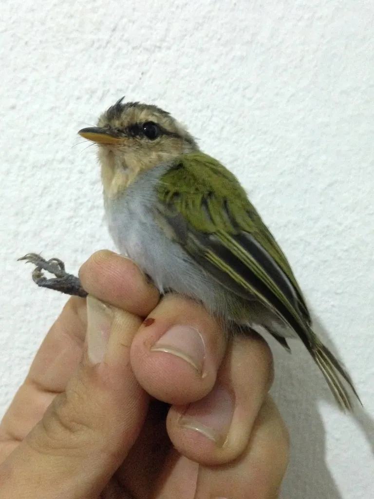 黑顶柳莺(Phylloscopus herberti)